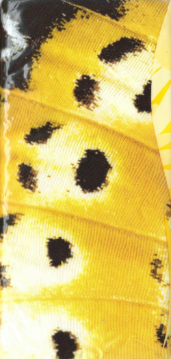 Tempo