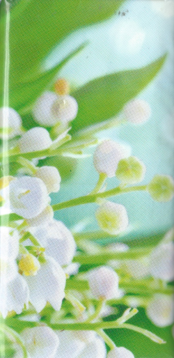 DM Soft & Sicher