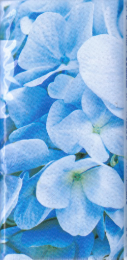 Rossmann